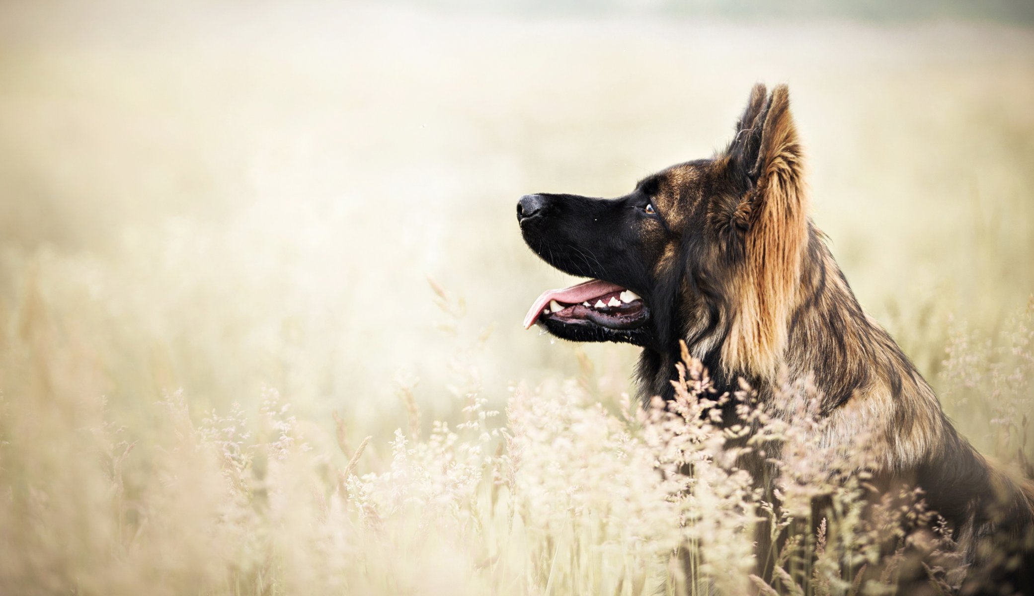 Взыскание ущерба при укусе собаки в Богородском