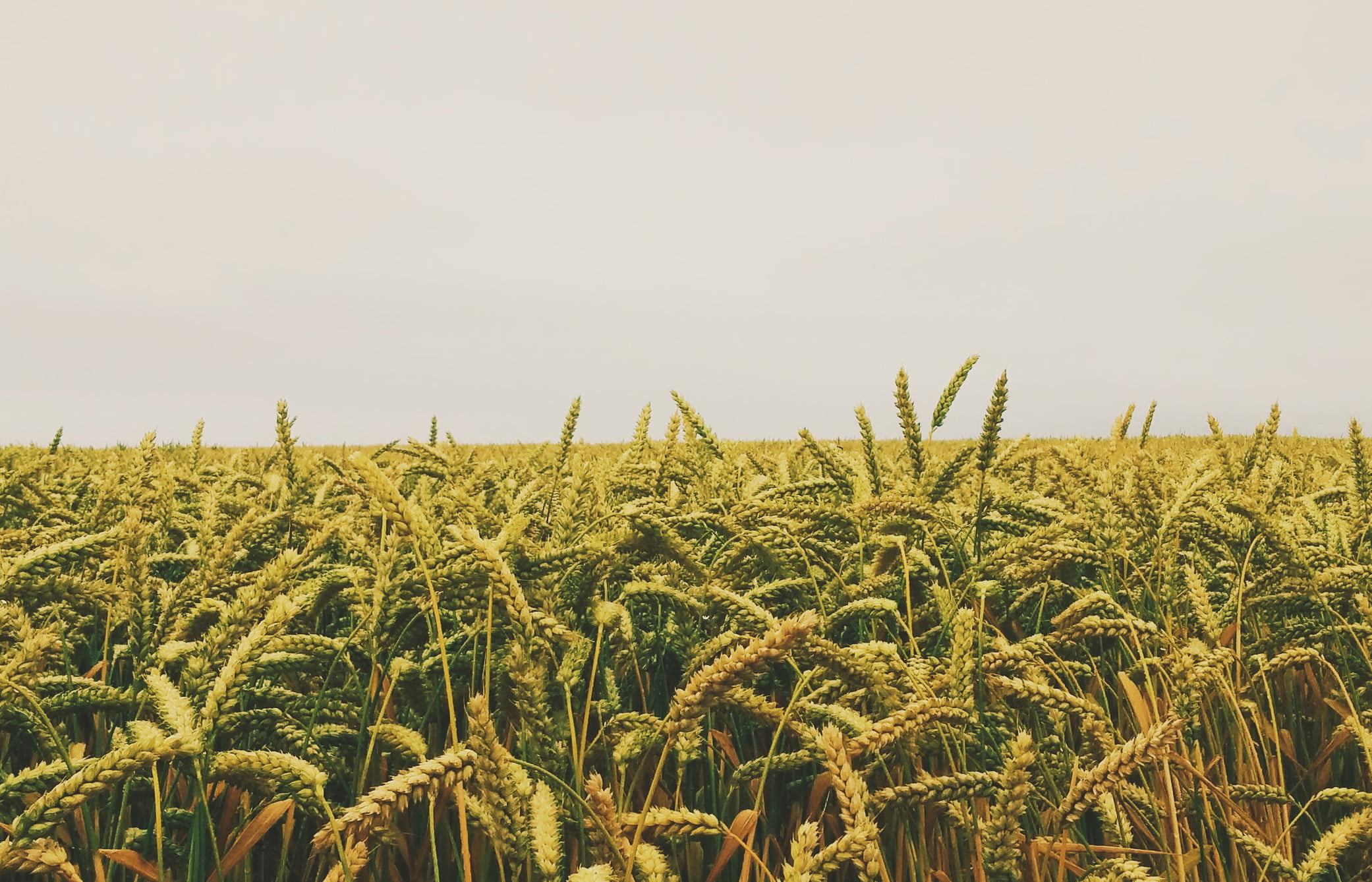 Юрист по земельным спорам в Богородском. Услуги земельного юриста.
